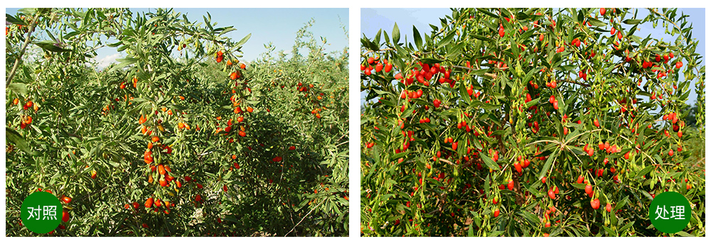 領先生物“海藻+氮磷鉀+腐植酸”讓果樹旺起來 領先生物“海藻+氮磷鉀+腐植酸”讓果樹旺起來