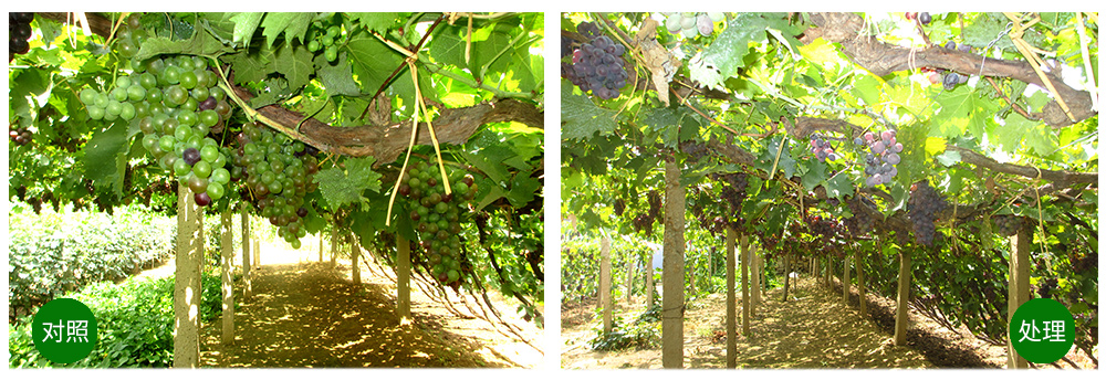 領先生物“海藻+氮磷鉀+腐植酸”讓果樹旺起來 領先生物“海藻+氮磷鉀+腐植酸”讓果樹旺起來